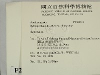 纖孔菌屬藏品圖，第2張