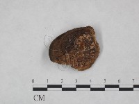 纖孔菌屬藏品圖，第3張