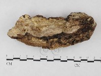 牛樟芝藏品圖，第3張