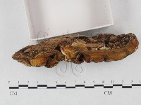 牛樟芝藏品圖，第4張