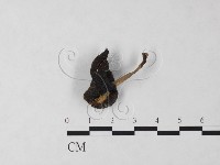登錄號:F0024029藏品圖，第1張