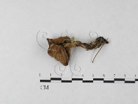 登錄號:F0024032藏品圖，第1張