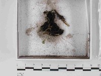 登錄號:F0024034藏品圖，第1張