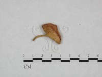 登錄號:F0024035藏品圖，第1張