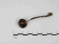 傘菌屬藏品圖，第3張