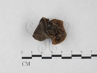 登錄號:F0024040藏品圖，第1張