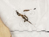 登錄號:F0024041藏品圖，第1張