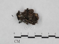 登錄號:F0024042藏品圖，第1張