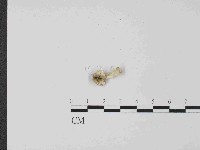 登錄號:F0024045藏品圖，第1張