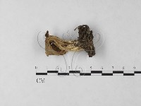 登錄號:F0024046藏品圖，第1張