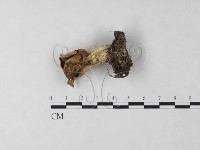 登錄號:F0024046藏品圖，第3張