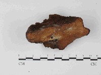 登錄號:F0024049藏品圖，第1張