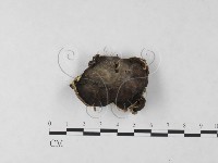 登錄號:F0024050藏品圖，第3張