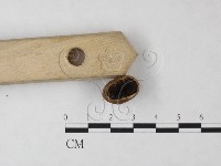 登錄號:F0024051藏品圖，第3張