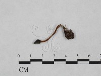 登錄號:F0024052藏品圖，第3張