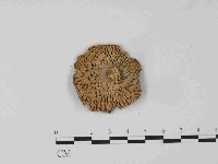 紅菇屬藏品圖，第3張