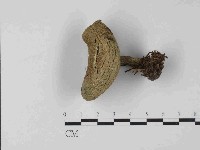 登錄號:F0024055藏品圖，第1張