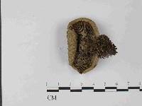 登錄號:F0024055藏品圖，第3張