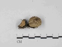登錄號:F0024056藏品圖，第1張
