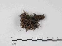 登錄號:F0024057藏品圖，第1張