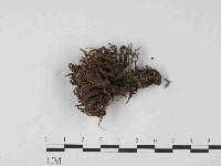 登錄號:F0024057藏品圖，第3張