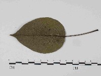 登錄號:F0024061藏品圖，第1張