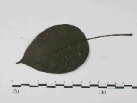 登錄號:F0024061藏品圖，第3張