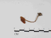 登錄號:F0024066藏品圖，第1張