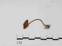 登錄號:F0024066藏品圖，第3張