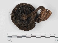 登錄號:F0024067藏品圖，第1張