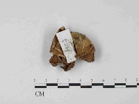 登錄號:F0024068藏品圖，第1張