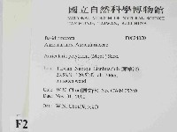 毛木耳藏品圖，第2張