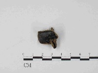 毛木耳藏品圖，第1張