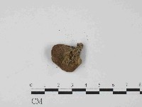 毛木耳藏品圖，第3張