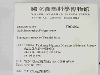 東方栓菌藏品圖，第2張