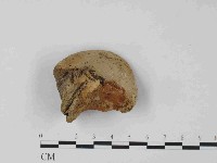 東方栓菌藏品圖，第3張