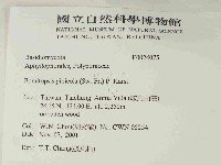 松生擬層孔菌藏品圖，第2張