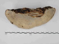 松生擬層孔菌藏品圖，第1張