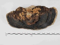 松生擬層孔菌藏品圖，第3張