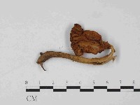 登錄號:F0024077藏品圖，第1張