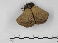 登錄號:F0024079藏品圖，第1張