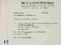 東方栓菌藏品圖，第2張