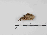 登錄號:F0024081藏品圖，第1張