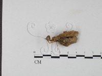登錄號:F0024081藏品圖，第3張
