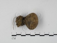 登錄號:F0024082藏品圖，第1張