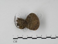 登錄號:F0024082藏品圖，第3張