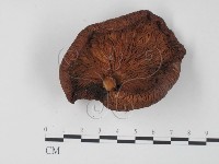 登錄號:F0024083藏品圖，第3張