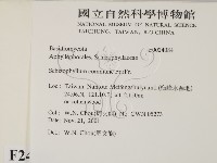 裂褶菌藏品圖，第2張