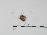 裂褶菌藏品圖，第3張