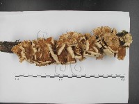 登錄號:F0024086藏品圖，第1張